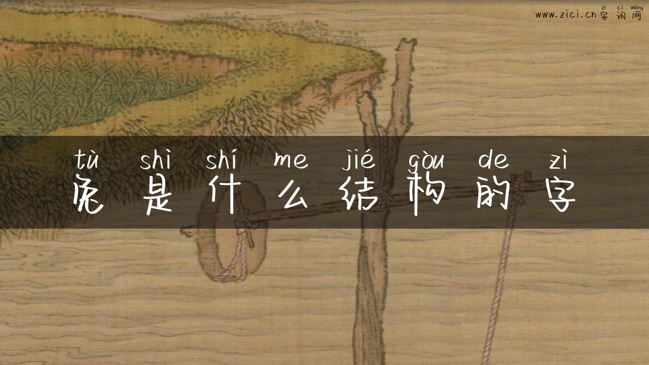 兔是什么结构的字