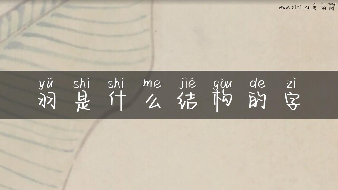 羽是什么结构的字