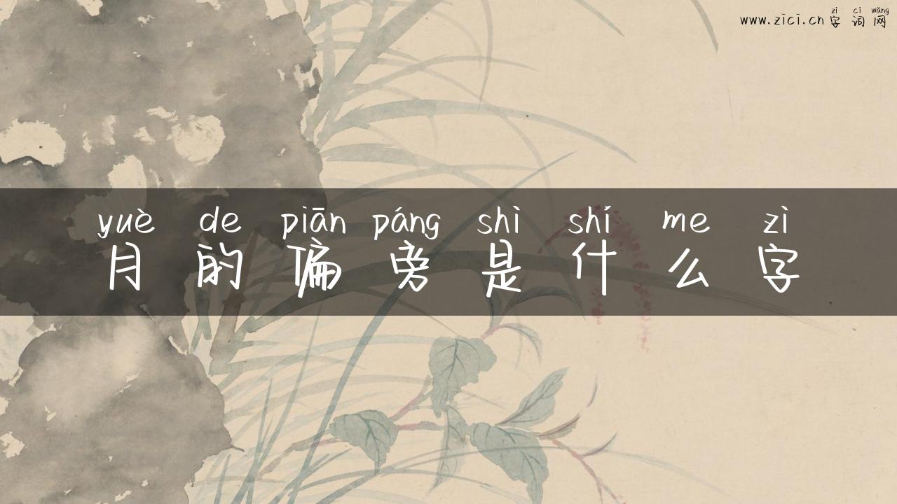 月的偏旁是什么字