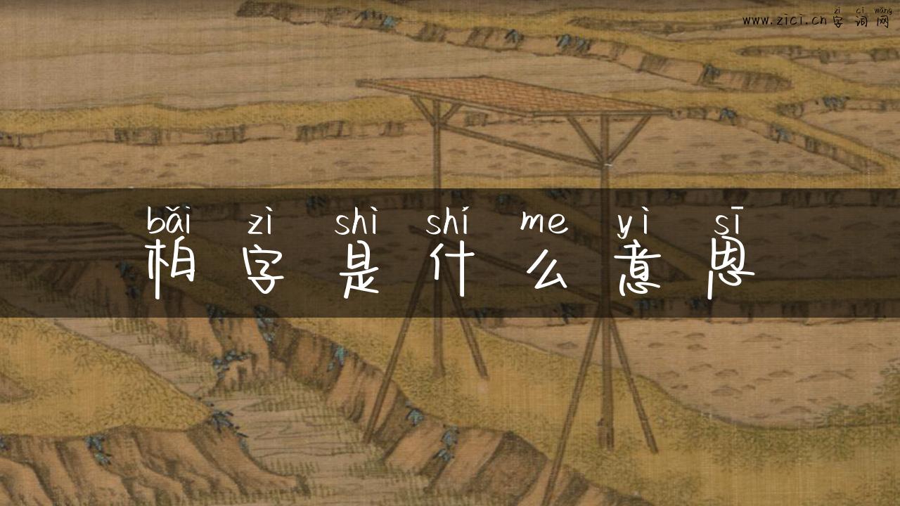 柏字是什么意思
