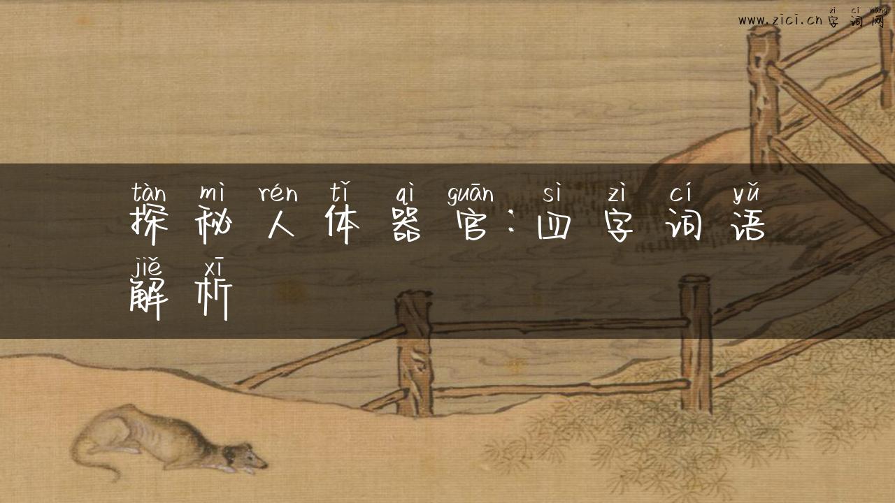 探秘人体器官：四字词语解析