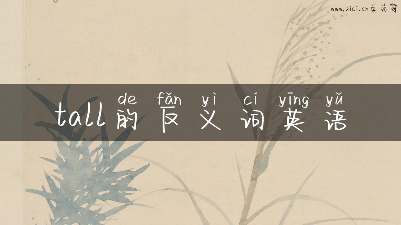 tall的反义词英语