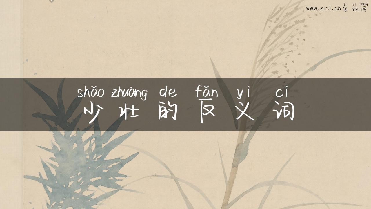 少壮的反义词