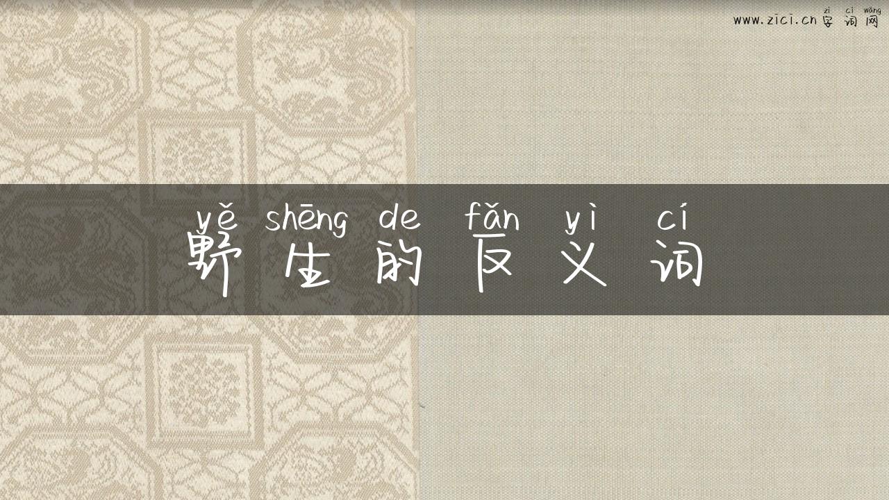 野生的反义词