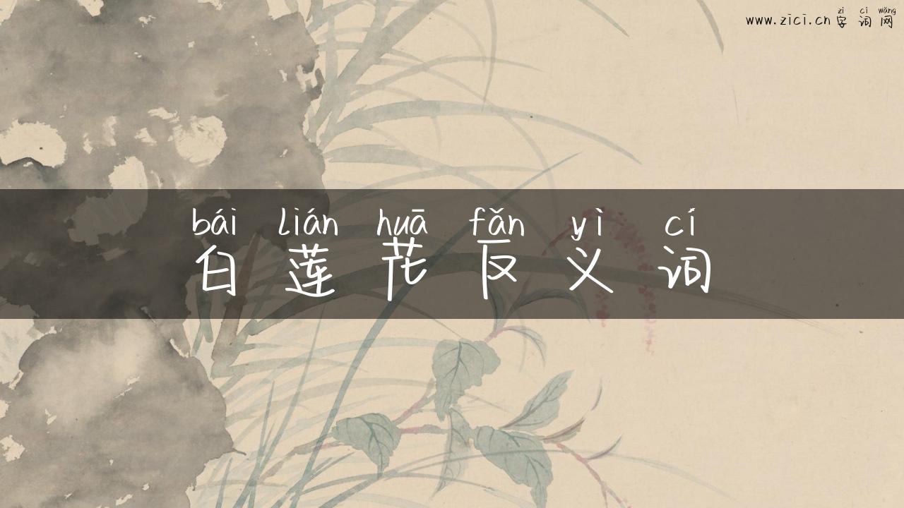 白莲花反义词