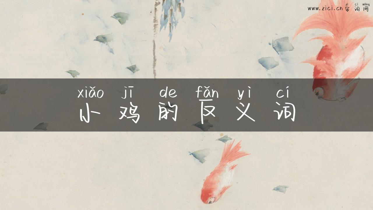 小鸡的反义词