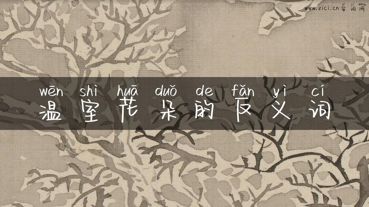 温室花朵的反义词