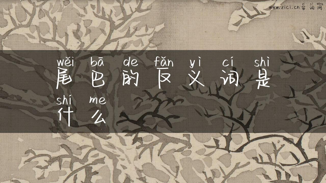 尾巴的反义词是什么