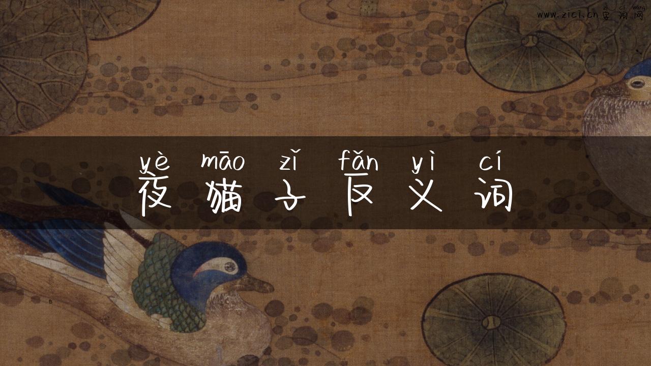夜猫子反义词