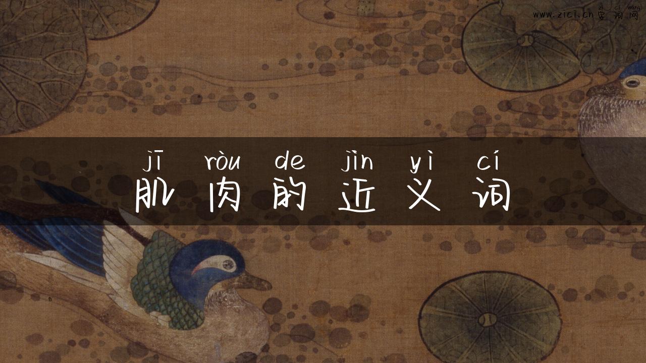 肌肉的近义词
