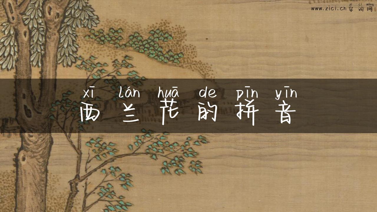 西兰花的拼音