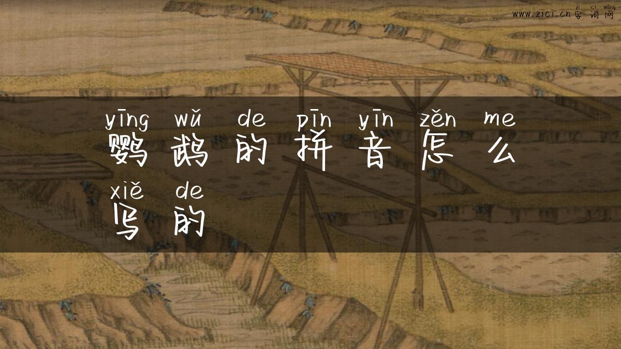 鹦鹉的拼音怎么写的