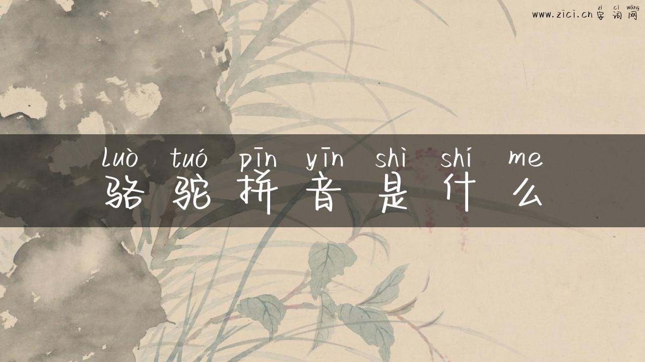 骆驼拼音是什么