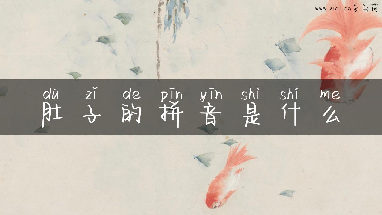 肚子的拼音是什么