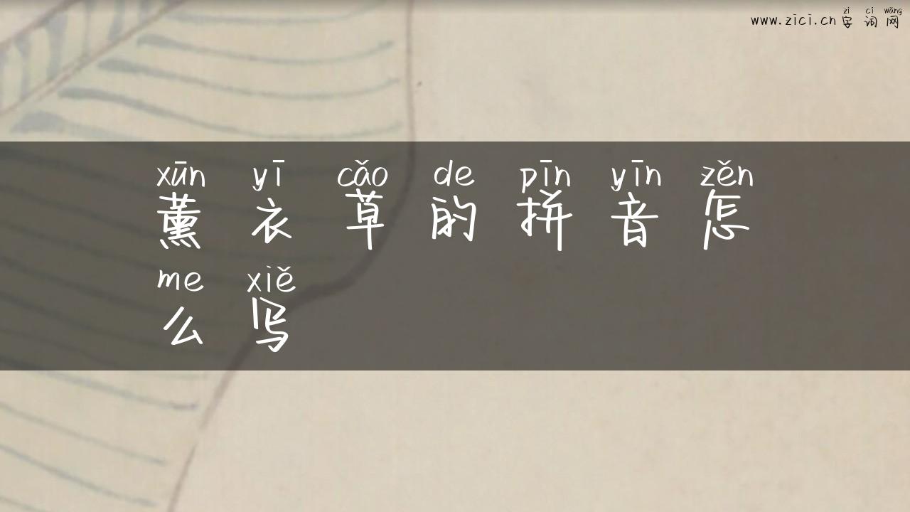 薰衣草的拼音怎么写