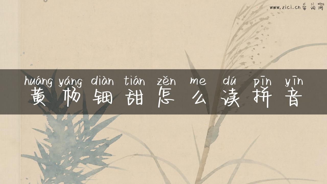 黄杨钿甜怎么读拼音
