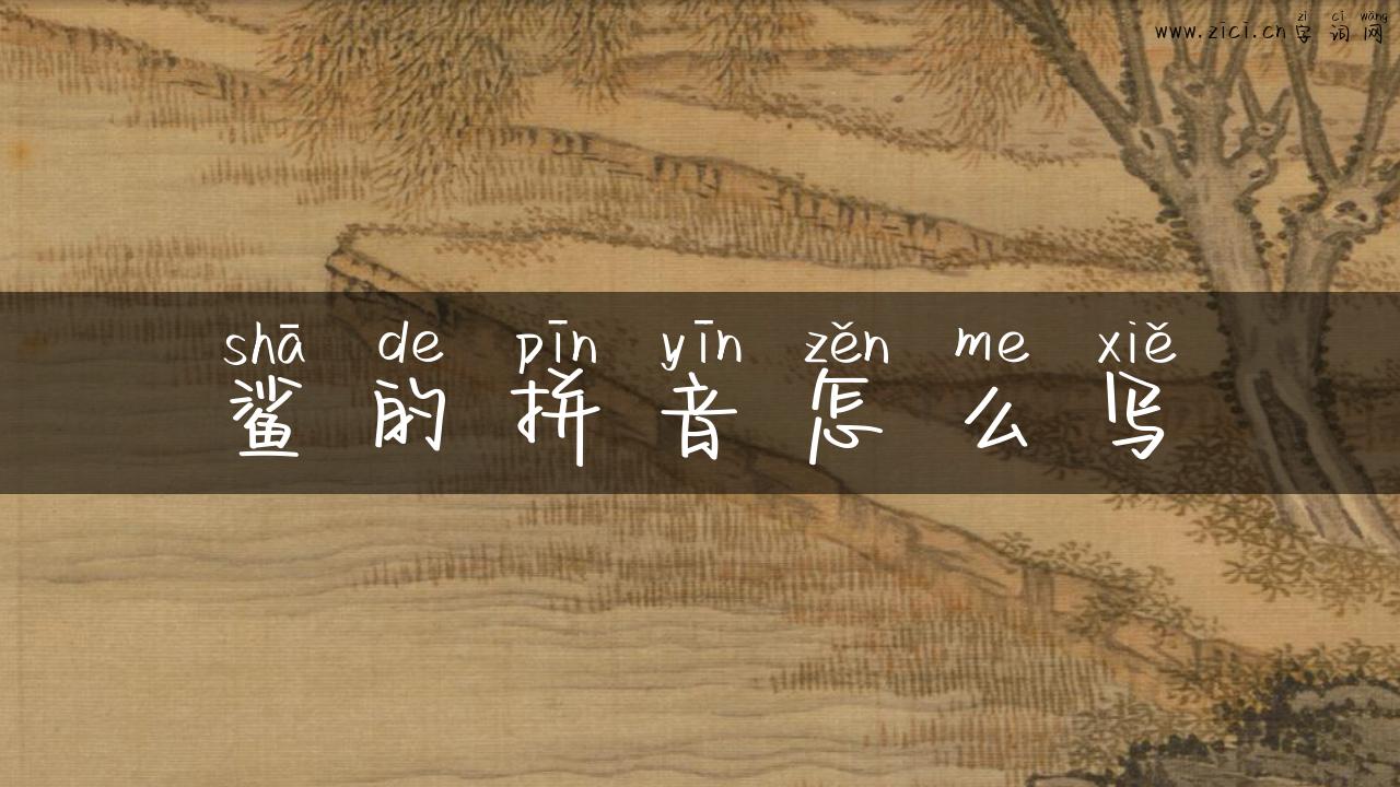 鲨的拼音怎么写