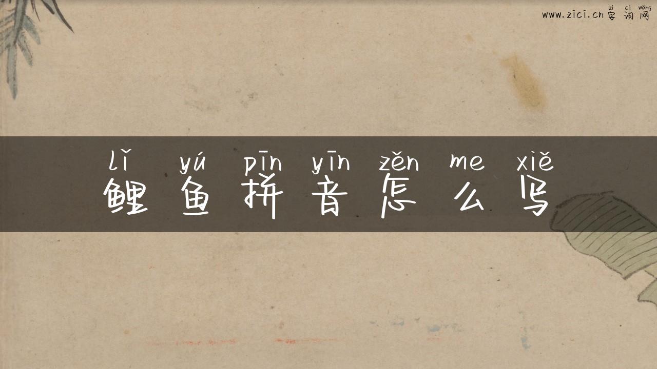 鲤鱼拼音怎么写