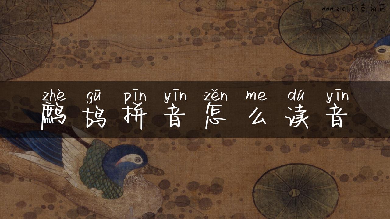 鹧鸪拼音怎么读音