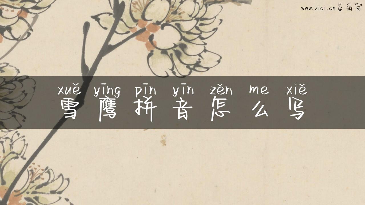 雪鹰拼音怎么写