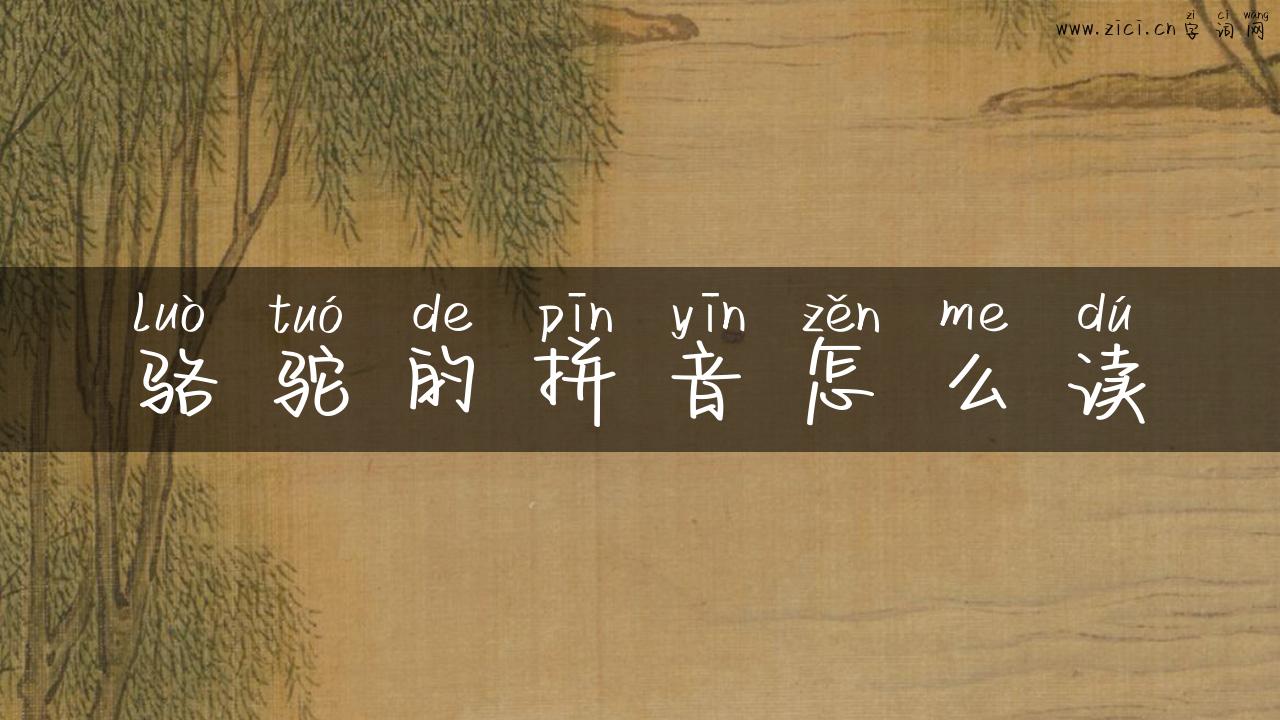 骆驼的拼音怎么读