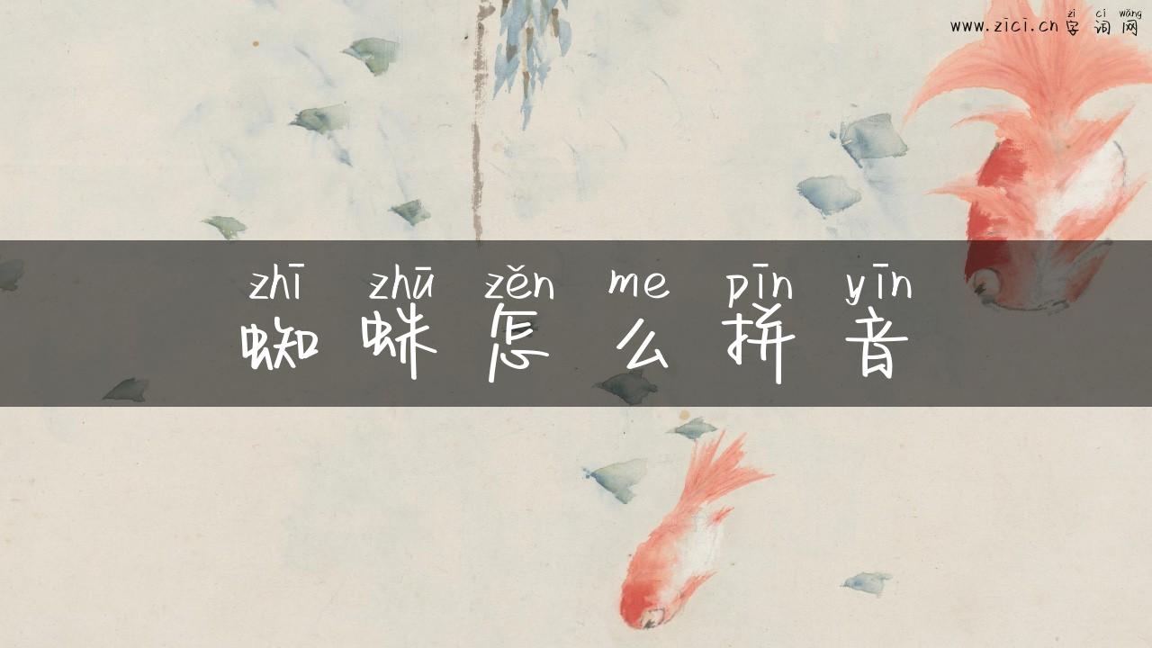蜘蛛怎么拼音