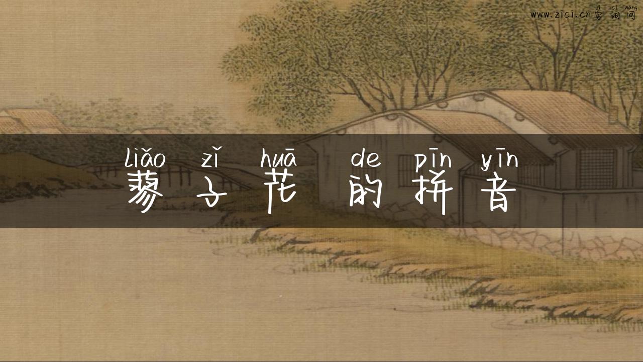 蓼子花 的拼音
