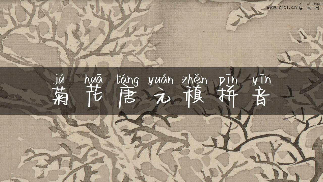 菊花唐元稹拼音