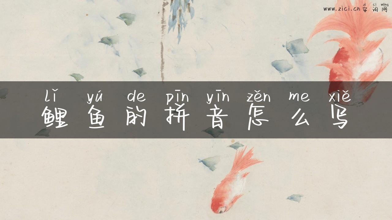 鲤鱼的拼音怎么写