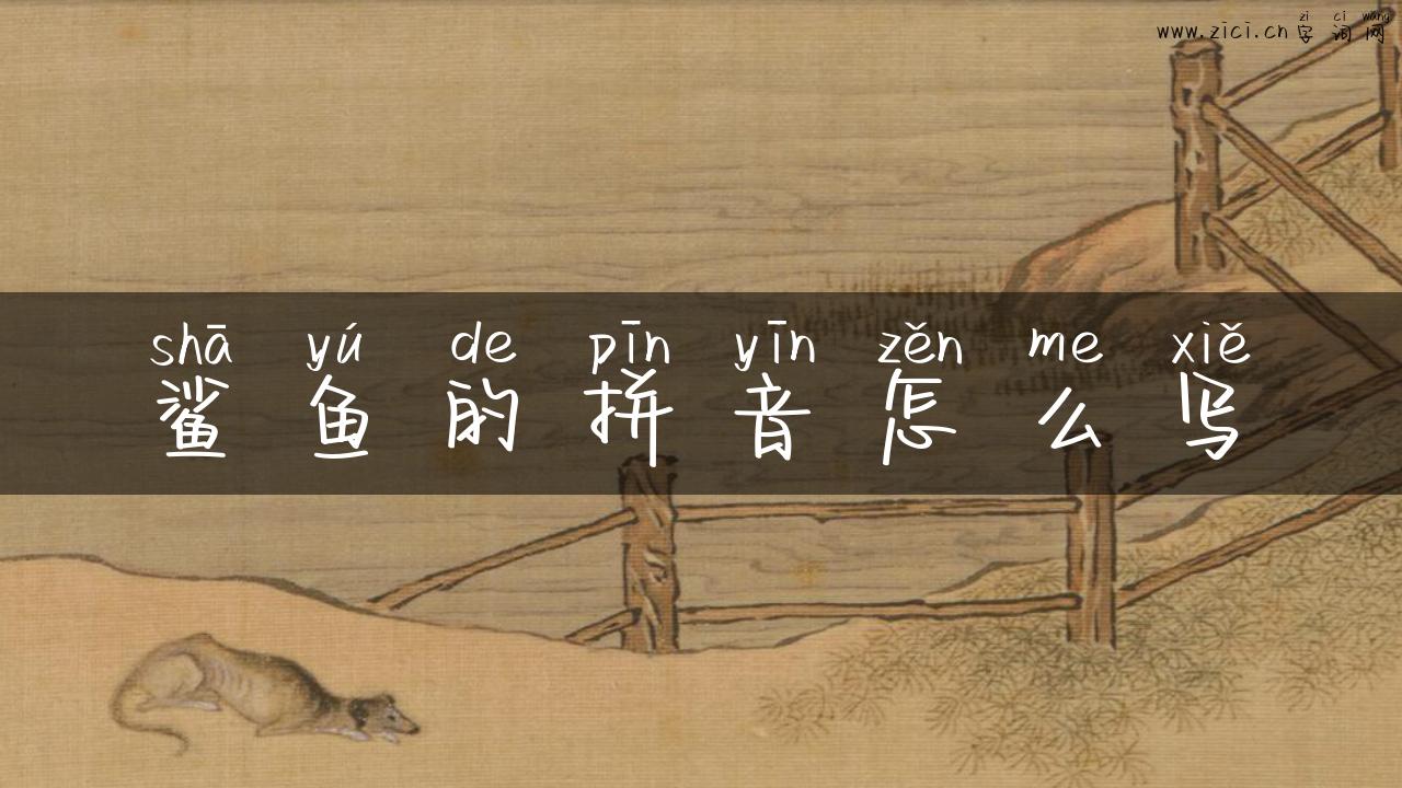 鲨鱼的拼音怎么写
