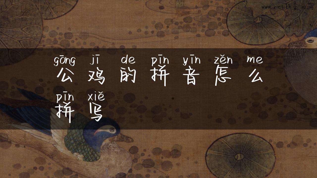 公鸡的拼音怎么拼写
