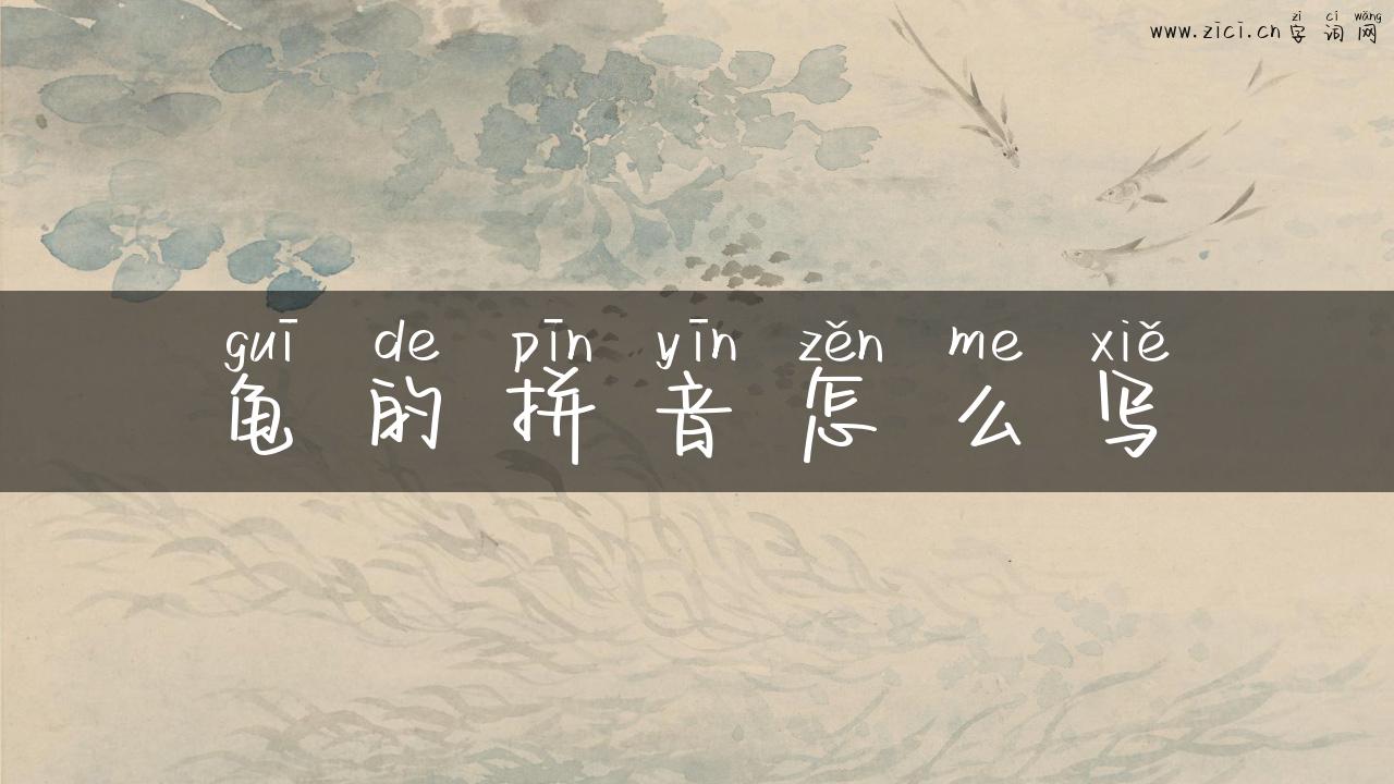 龟的拼音怎么写