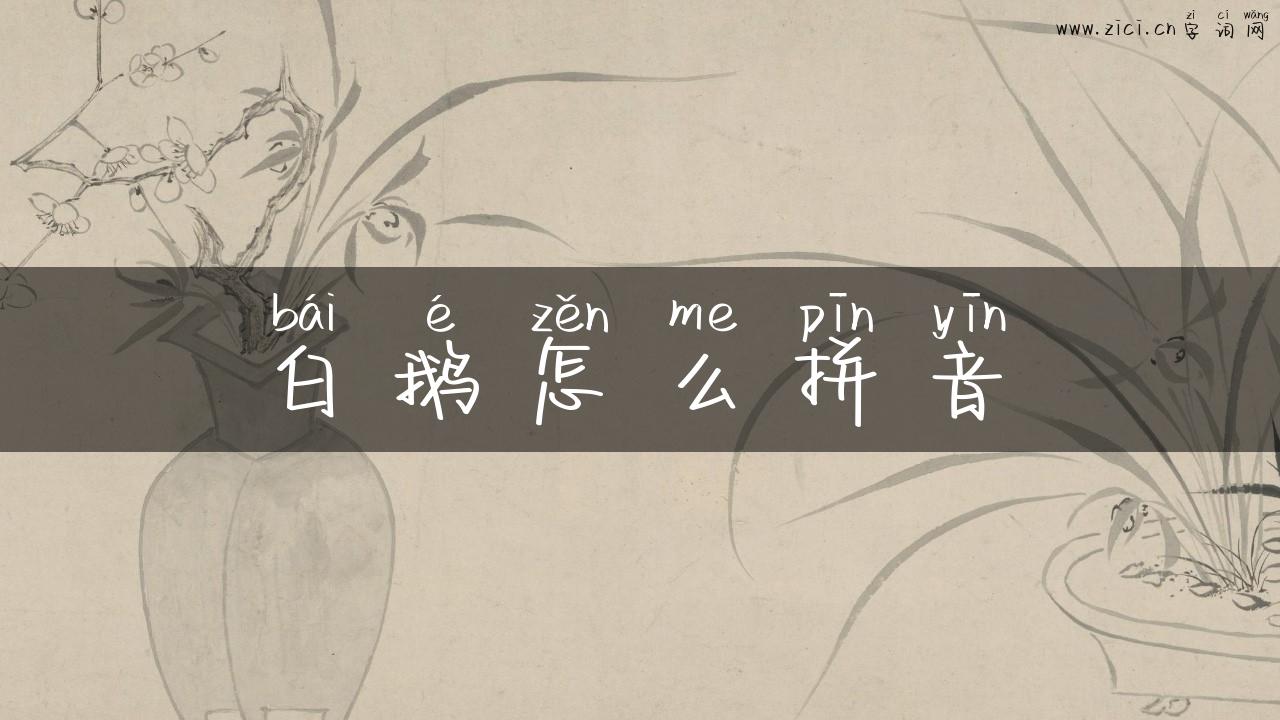 白鹅怎么拼音