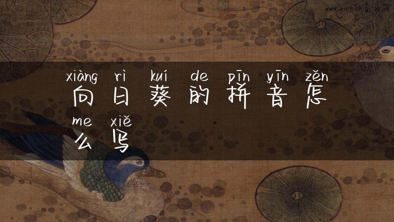 向日葵的拼音怎么写