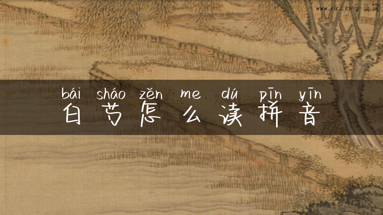 白芍怎么读拼音