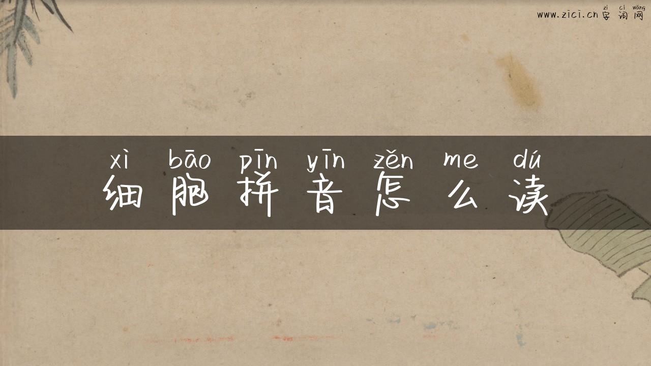 细胞拼音怎么读