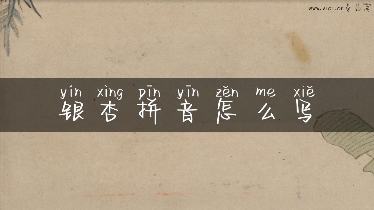 银杏拼音怎么写