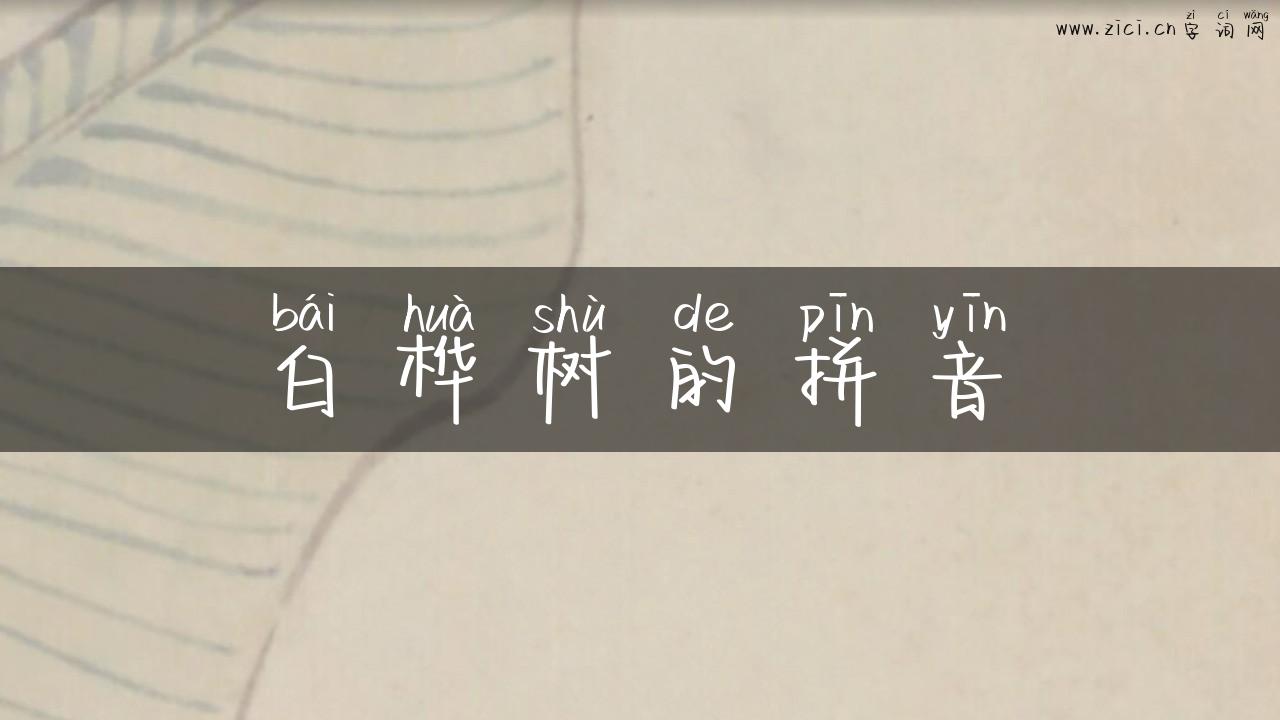 白桦树的拼音