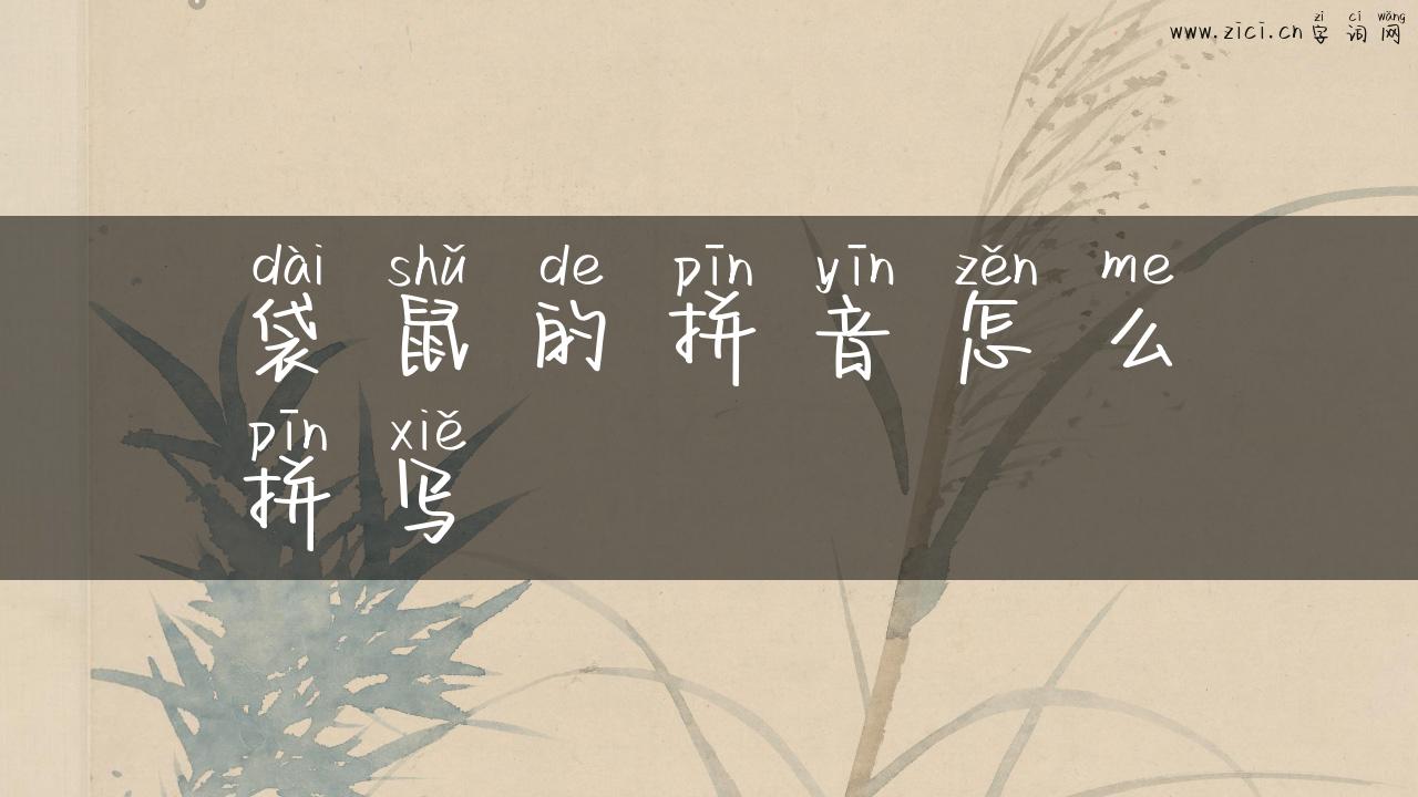 袋鼠的拼音怎么拼写