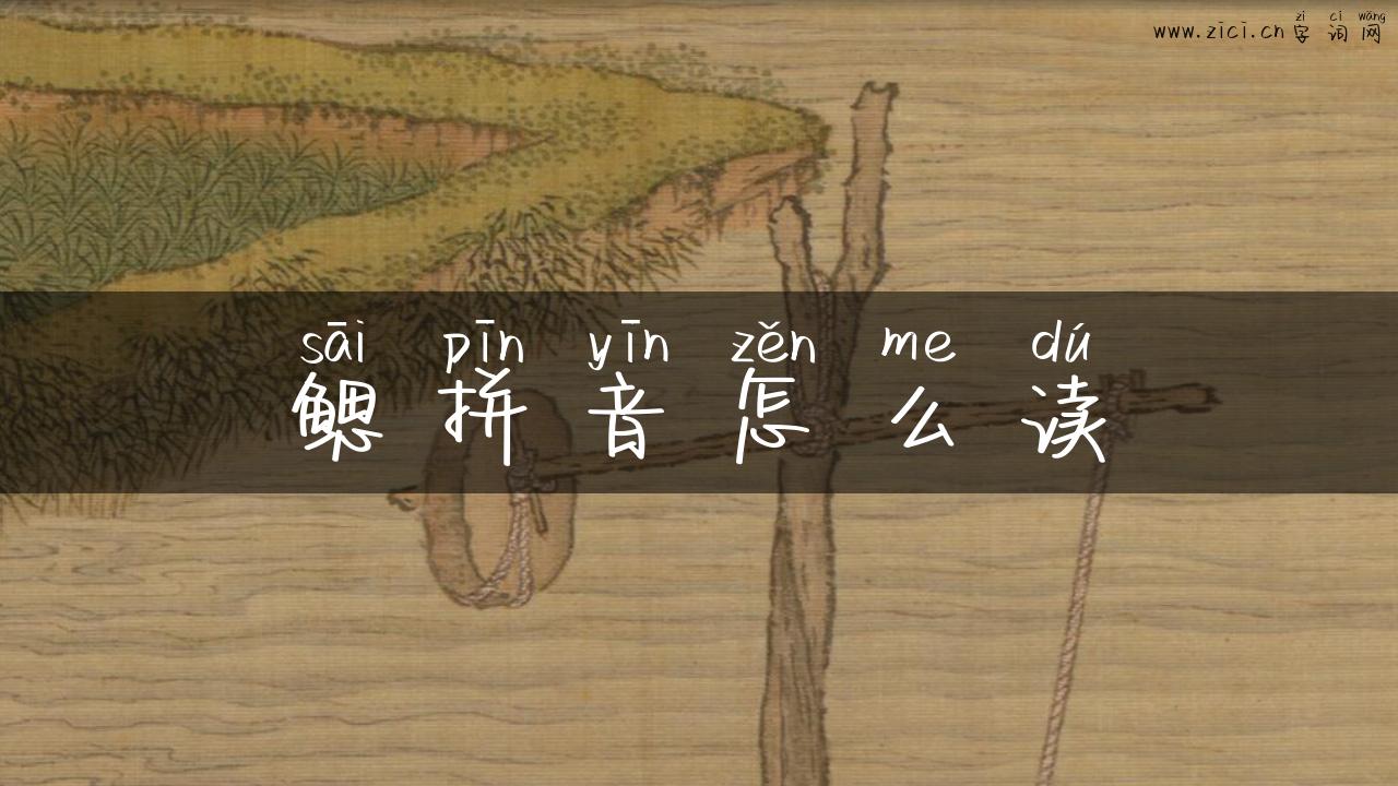 鳃拼音怎么读