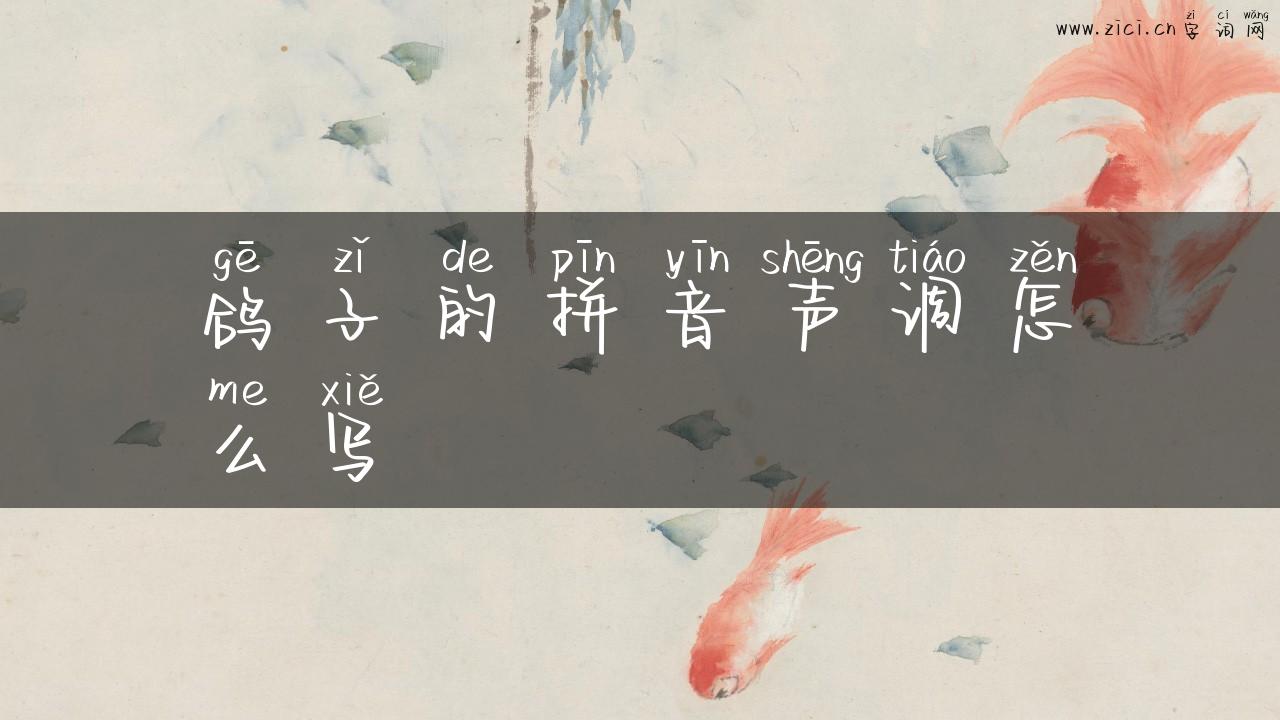 鸽子的拼音声调怎么写