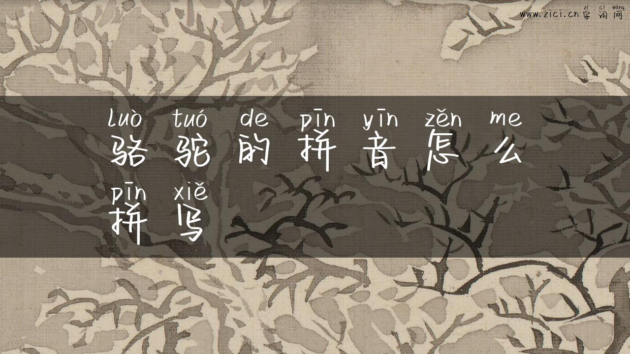 骆驼的拼音怎么拼写