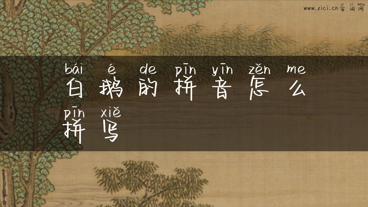 白鹅的拼音怎么拼写