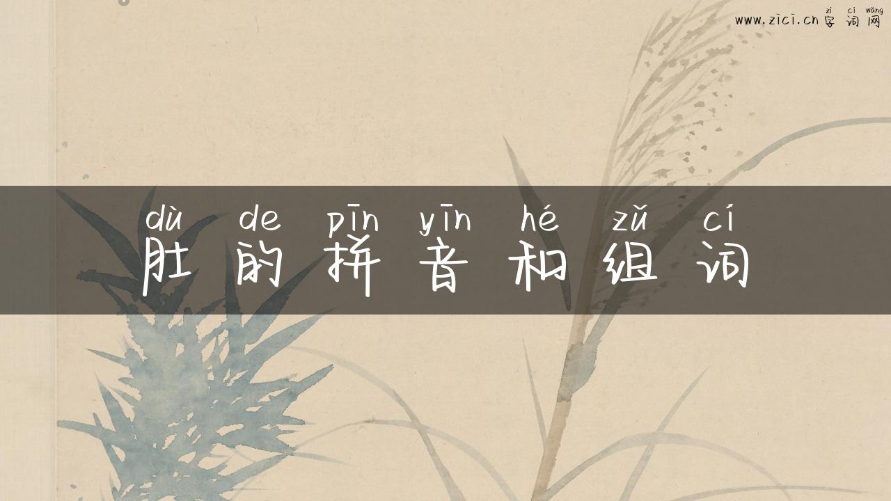 肚的拼音和组词