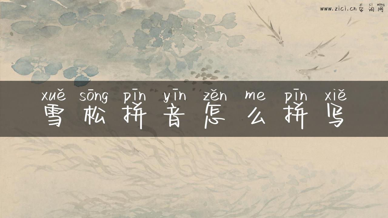 雪松拼音怎么拼写