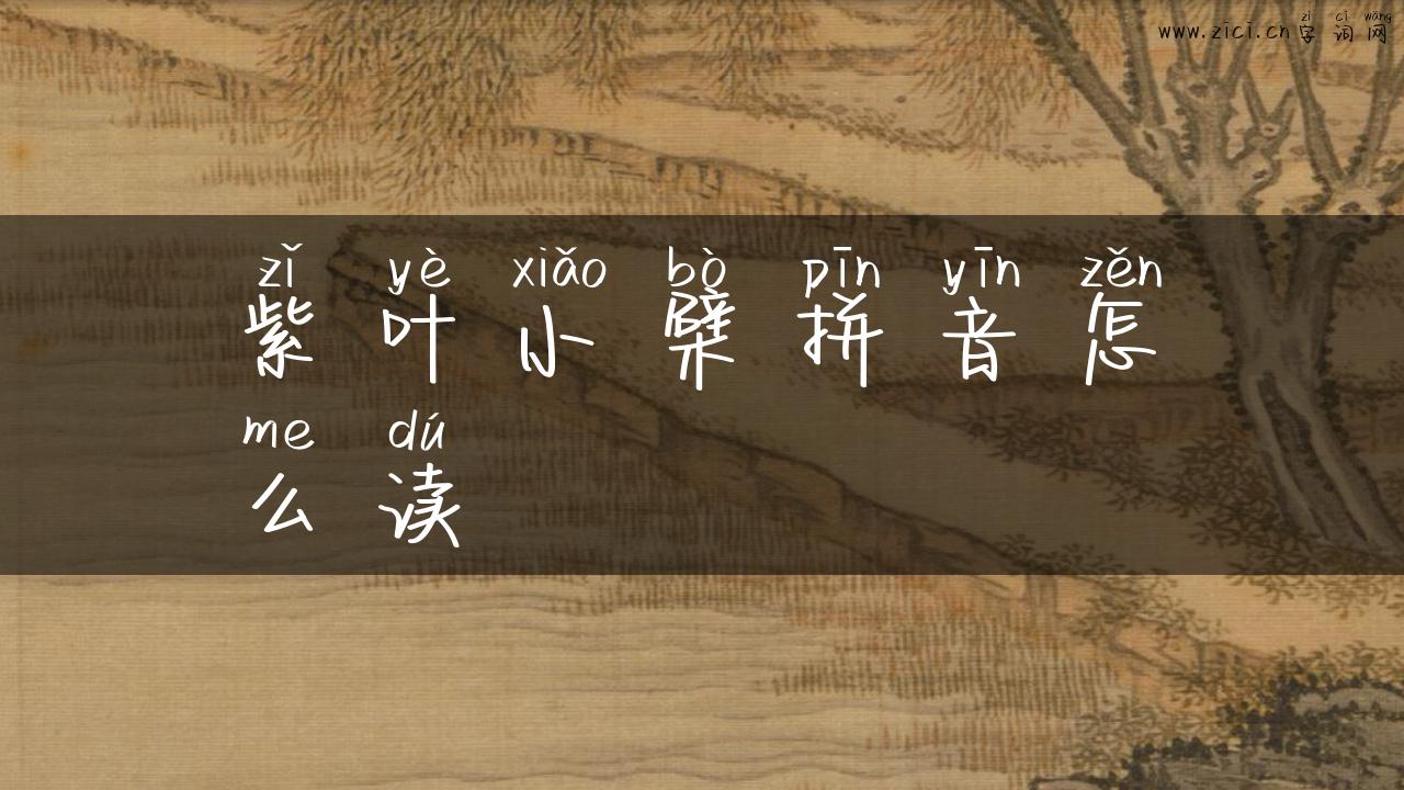 紫叶小檗拼音怎么读