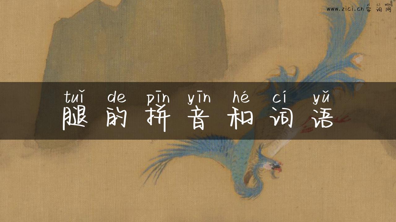腿的拼音和词语