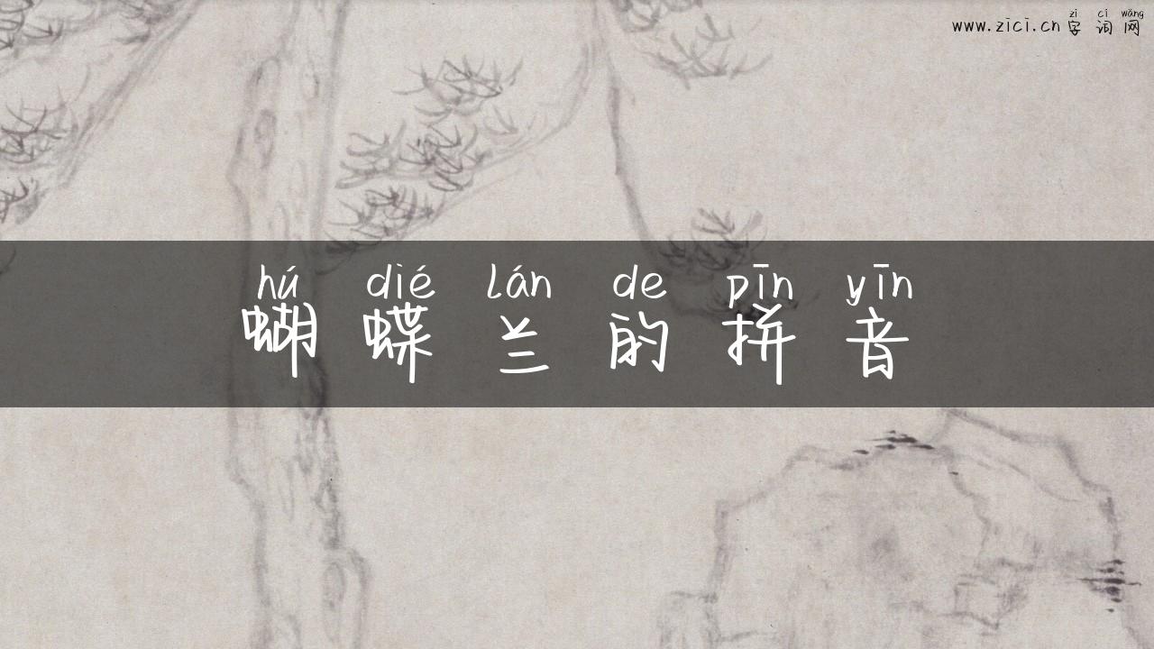 蝴蝶兰的拼音