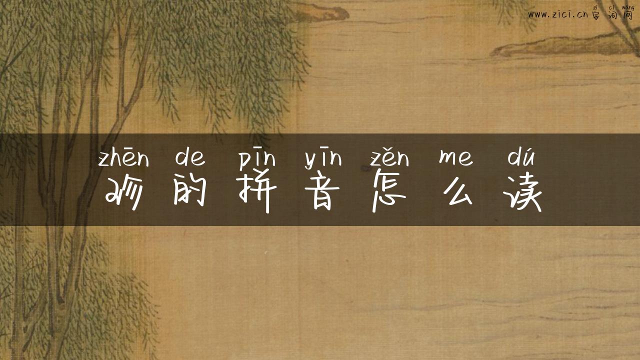 珍的拼音怎么读