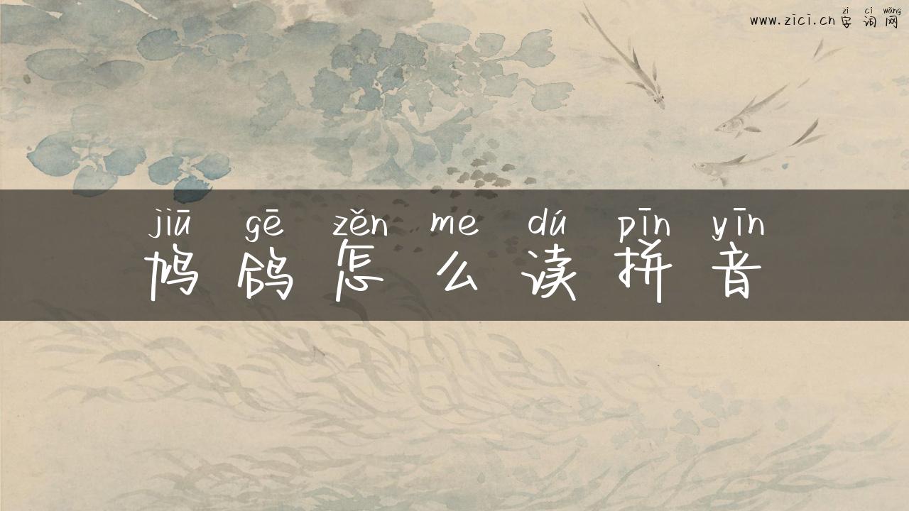 鸠鸽怎么读拼音